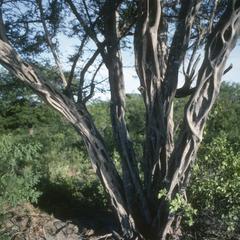 "Brasil" (Haematoxylum) tree