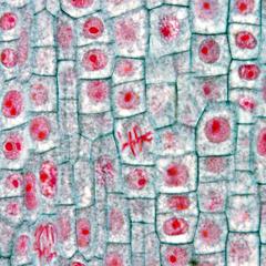 Tissue with actively dividing cells in an onion root tip