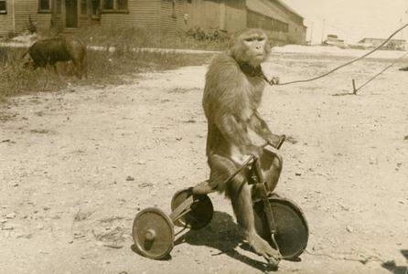 Monkey riding on tricycle