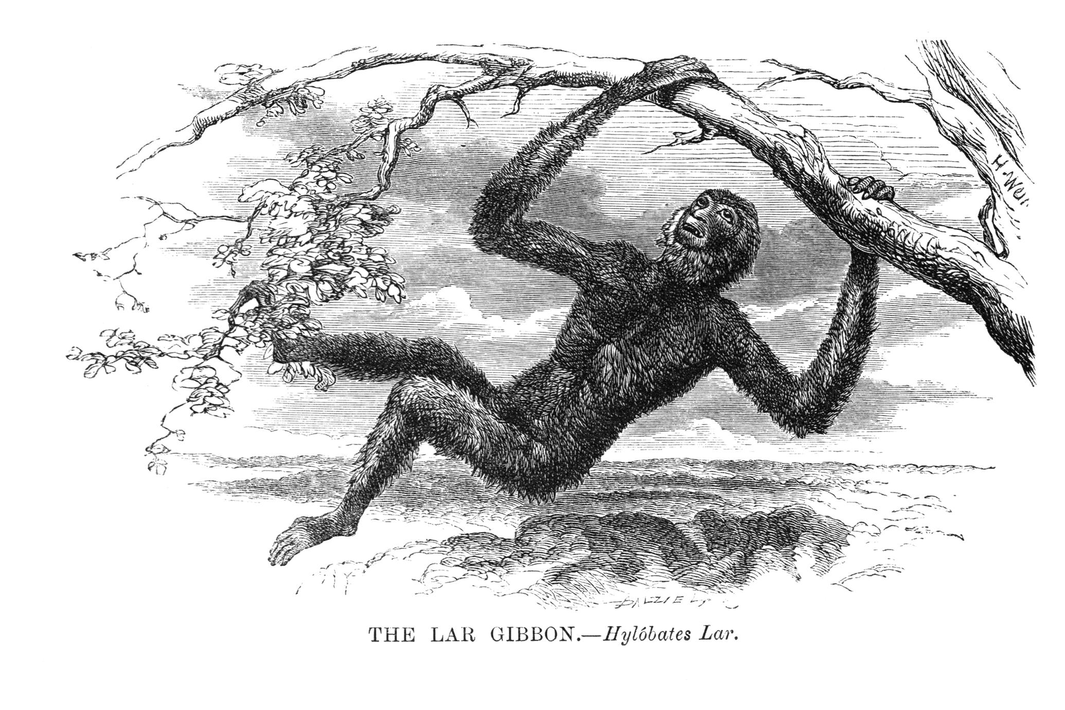 The Lar Gibbon