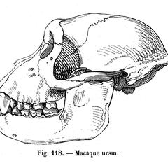 Macaque ursin