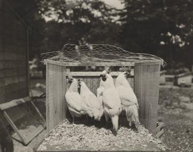 Chickens in experiment