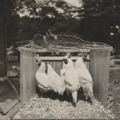 Chickens in experiment