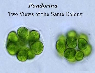 Pandorina colony