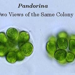 Pandorina colony