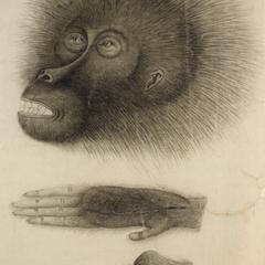 Orangutan Charcoal Drawing