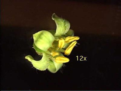 Male flower of Rhus glabra