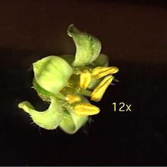 Male flower of Rhus glabra
