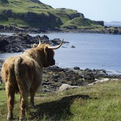 Isle of Mull, a Highland cow's good view