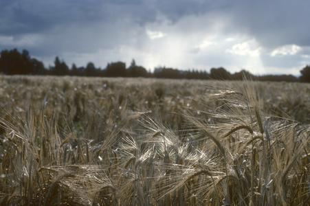 Green revolution hybrid wheats, CIMMYT