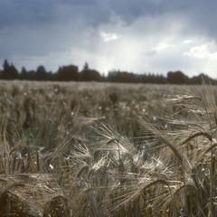 Green revolution hybrid wheats, CIMMYT