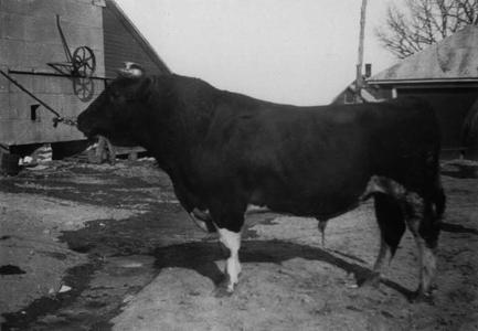 Holstein bull, Arcadia, Wis.
