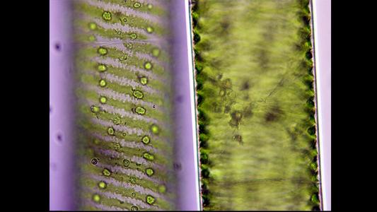 Spirogyra - two views of the same cell at different planes of focus