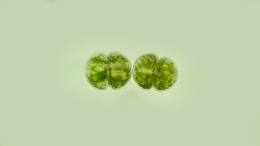 Cosmarium - daughter  cells