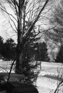 Chickadee in tree outside of Burlington home