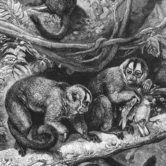 Night Monkey Group Print