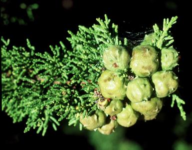 Monterey cypress - ovulate cones