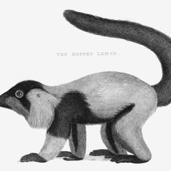 The Vari or Ruffed Lemur
