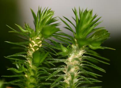 Huperzia sporangia with spores