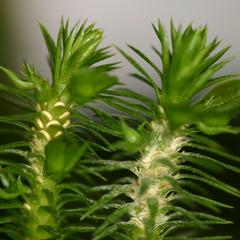 Huperzia sporangia with spores