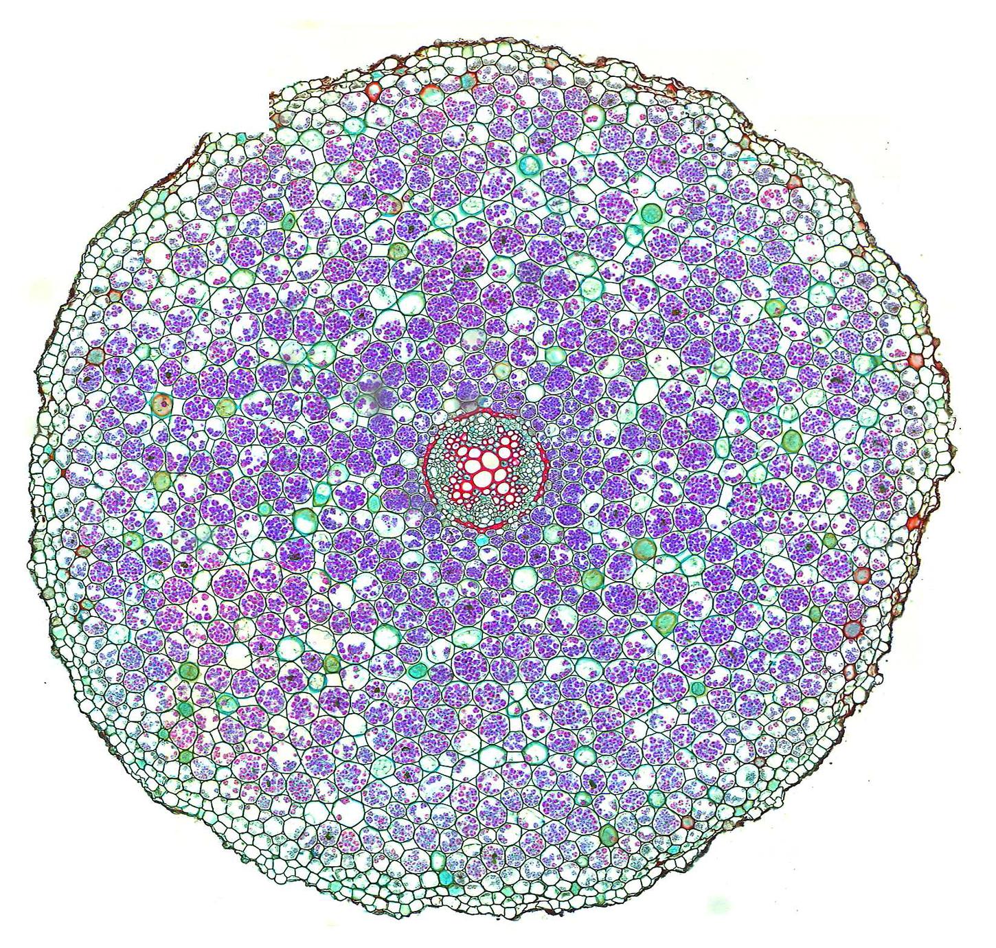 ranunculus-root-cross-section-of-a-mature-root-uwdc-uw-madison