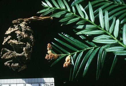 Branch with male cones and view of mature female cone of coastal redwood