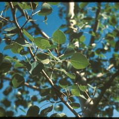 Trembling aspen leaves