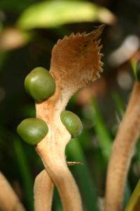 Megasporophyll of Cycas