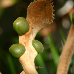 Megasporophyll of Cycas