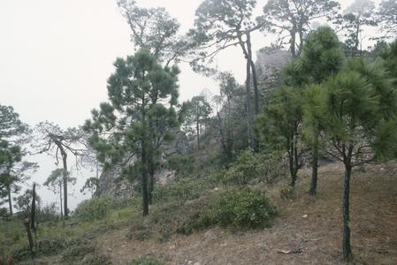 Oaks and pines, Cerro Las Capillas