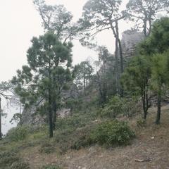 Oaks and pines, Cerro Las Capillas