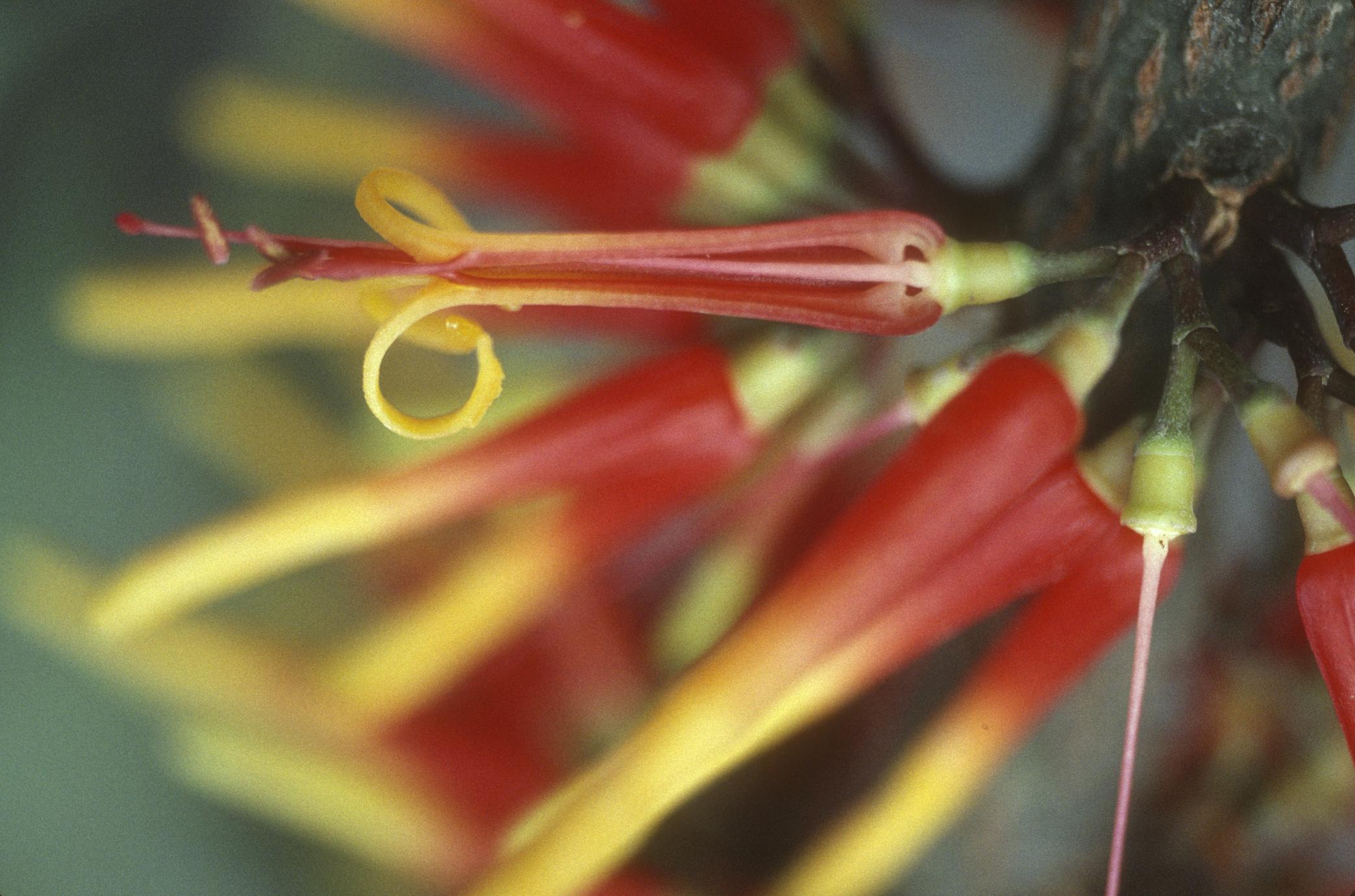 Psittacanthus, a parasite related to mistletoe, west of Autlán
