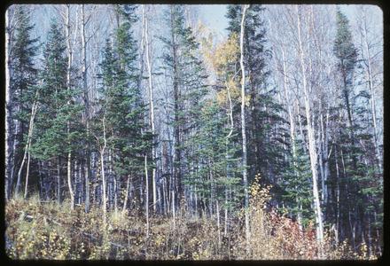 View of aspen and fir near Lake Superior and the town of Cornucopia, Wisconsin