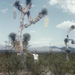 Yucca in flower, north of Sn. Roberto
