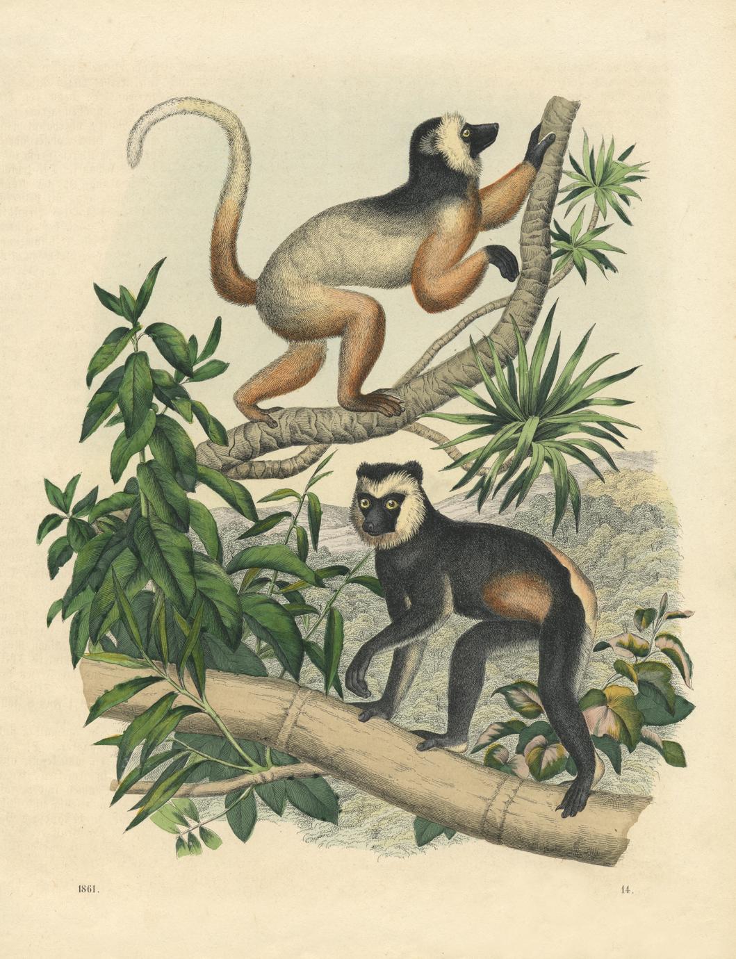 ‎Diademed Sifaka and Indri Print - UWDC - UW-Madison Libraries