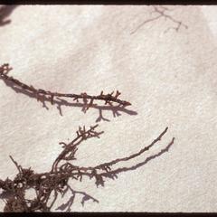 Mycorrhizal white pine roots