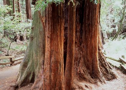 Trunk of coastal redwood