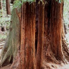Trunk of coastal redwood