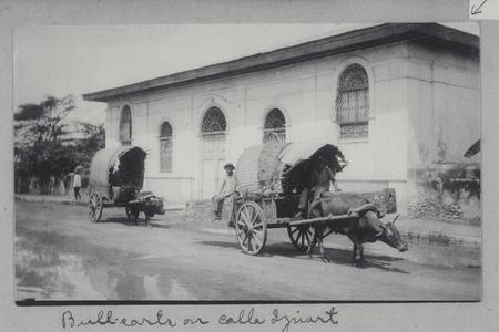 Bull carts on Calle Iznart