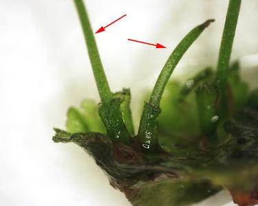Sporophytes of hornwort