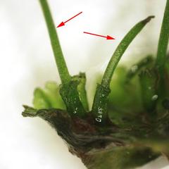 Sporophytes of hornwort
