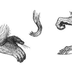 Gibbon, Chimpanzee, and Colobus Anatomy Print