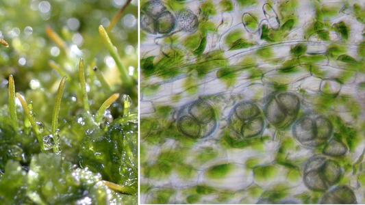 Hornwort  composite - views of the sporophyte and detail of the sporangium showing tetrads of spores