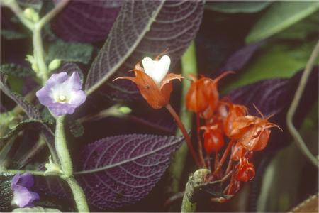 Two species of Gesneriaceae in wet tropical rainforest