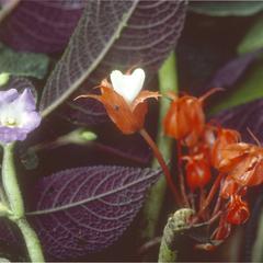 Two species of Gesneriaceae in wet tropical rainforest