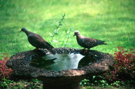 Speckled Pigeons at Birdbath