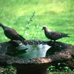 Speckled Pigeons at Birdbath