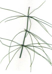 Equisetum giganteum - nodes and internodes