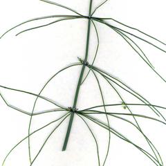 Equisetum giganteum - nodes and internodes