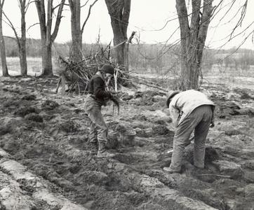 Planting pines at the Leopold shack